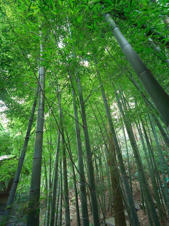 Отель Hakone Tokinoshizuku Экстерьер фото Bamboo forest
